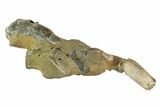 Fossil Mud Lobster (Thalassina) - Australia #95780-3